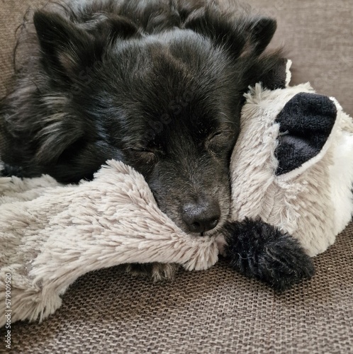 Close-up of small dog sleeping while resting its head on grey stuffy toy