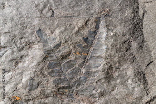 Fossil leaves of ferns petrified and highlighted on the surface of a rock photo