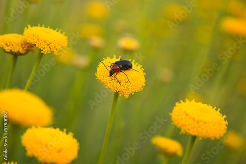 Wallpaper Mural Beetle on a yellow flower. Torontodigital.ca