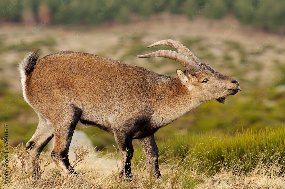 Fototapeta premium Iberian ibex (Capra pyrenaica)