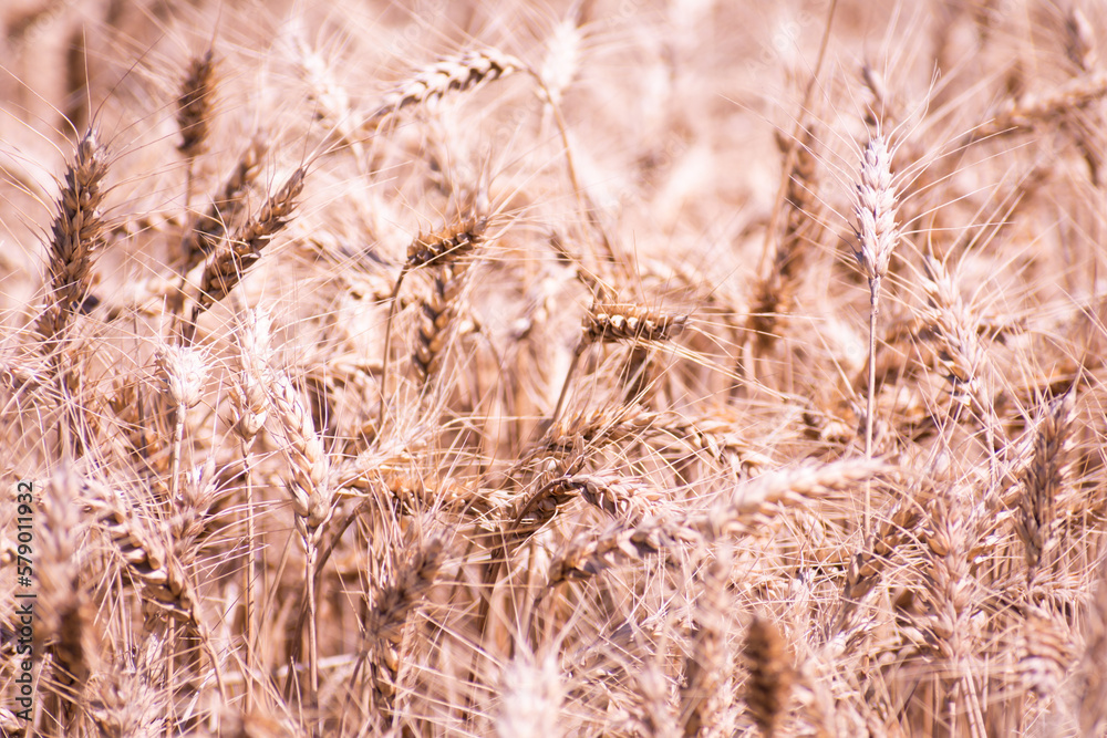 Fototapeta premium Mature Wheat Field under the Afternoon Sun