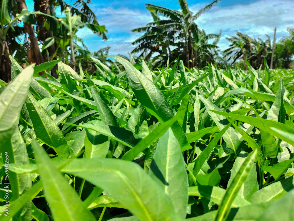 Naklejka premium Kale (Kangkung) is a plant that belongs to the type of vegetables and is grown as food. Kale is widely found in Asia. Blue sky background. 