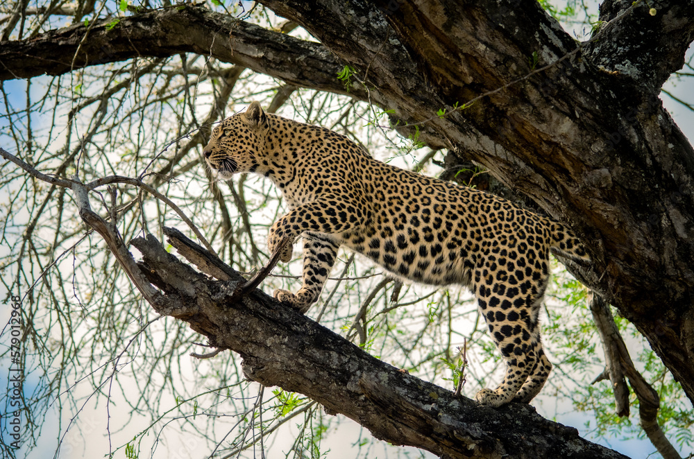 A leopard standing on a branch A leopard standing on a branch