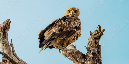 A close up of an eastern imperial eagle perched on a tree photo