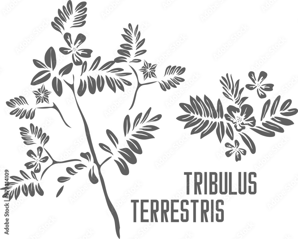 Tribulus flowers and seeds vector silhouette. Tribulus terrestris