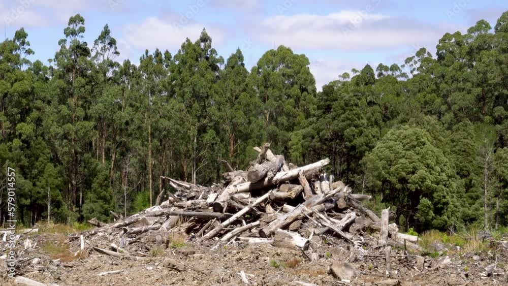 Pile of tree logs at deforested logging site, Victoria, Australia Pile of tree logs at deforested logging site, Victoria, Australia