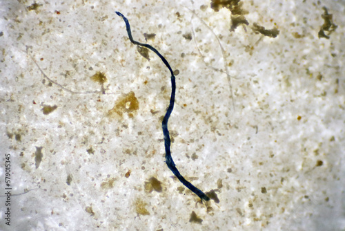 Analysis morphology of microplastic waste contaminated in soil and water sample full of plastic particles. The microscope of fibers type plastics with macro 40x lens environmental health laboratory.