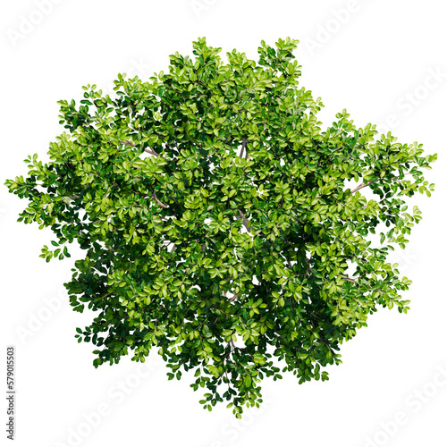 tree top view isolated on white png