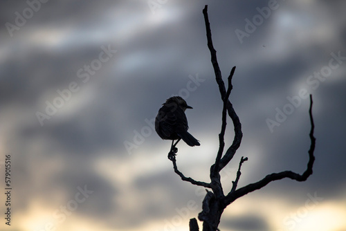 raven on a tree