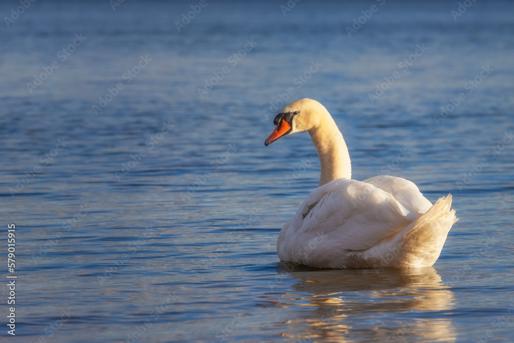 Obraz premium Einzelner Schwan der in Mardorf am Surfstrand auf dem Steinhuder Meer im Sonnenlicht schwimmt und zurück blickt