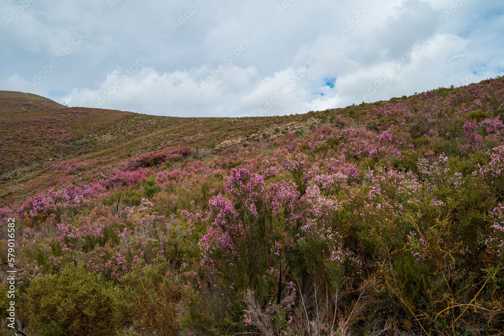 Terras de Urze em montanhas de Portugal