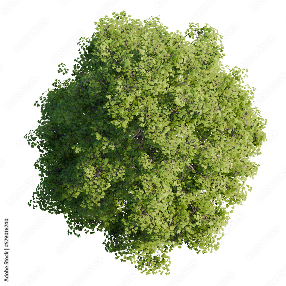 tree top view isolated on white png Stock Illustration | Adobe Stock