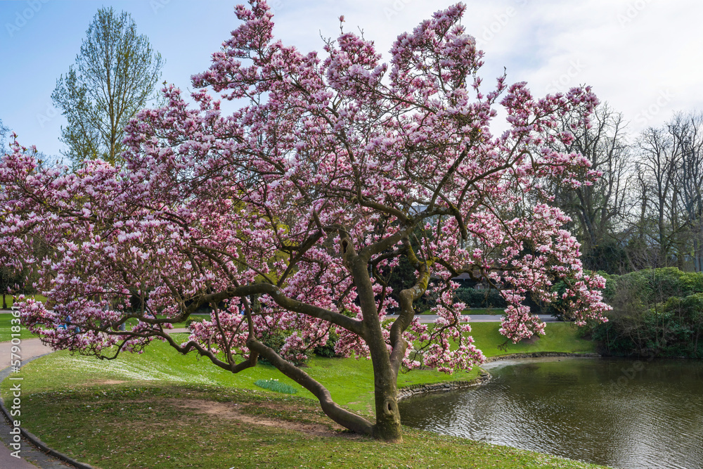 A magnolia tree in full bloom in the spa gardens of Wiesbaden/Germany