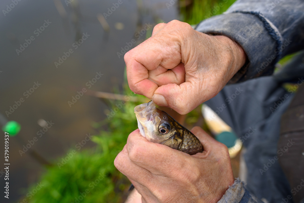 Aged man holds in his hands beautiful carp caught. Carp angling. Closeup Aged man holds in his hands beautiful carp caught. Carp angling. Closeup