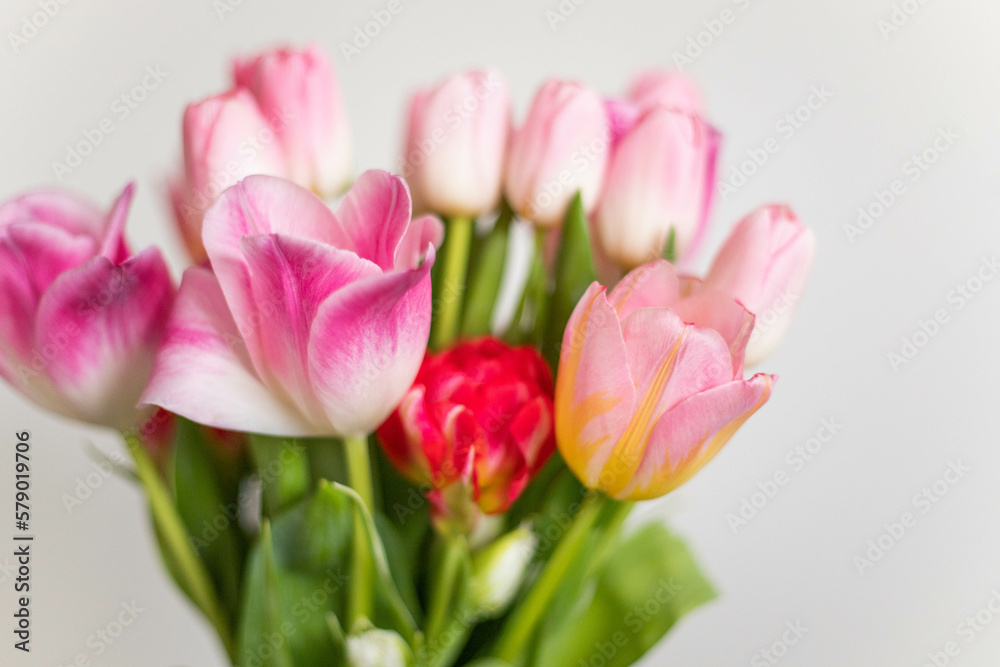 spring flowers pink tulips