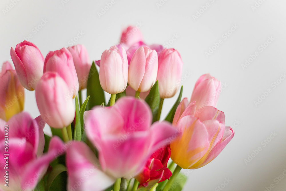 spring flowers pink tulips