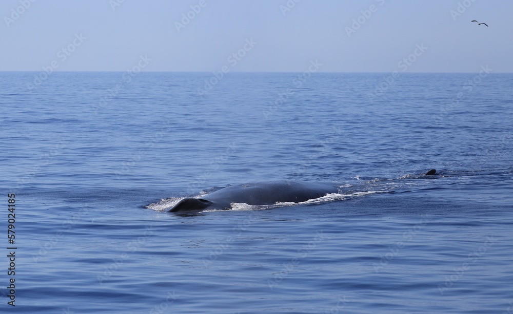 Fototapeta premium La cohabitation mammifère oiseau