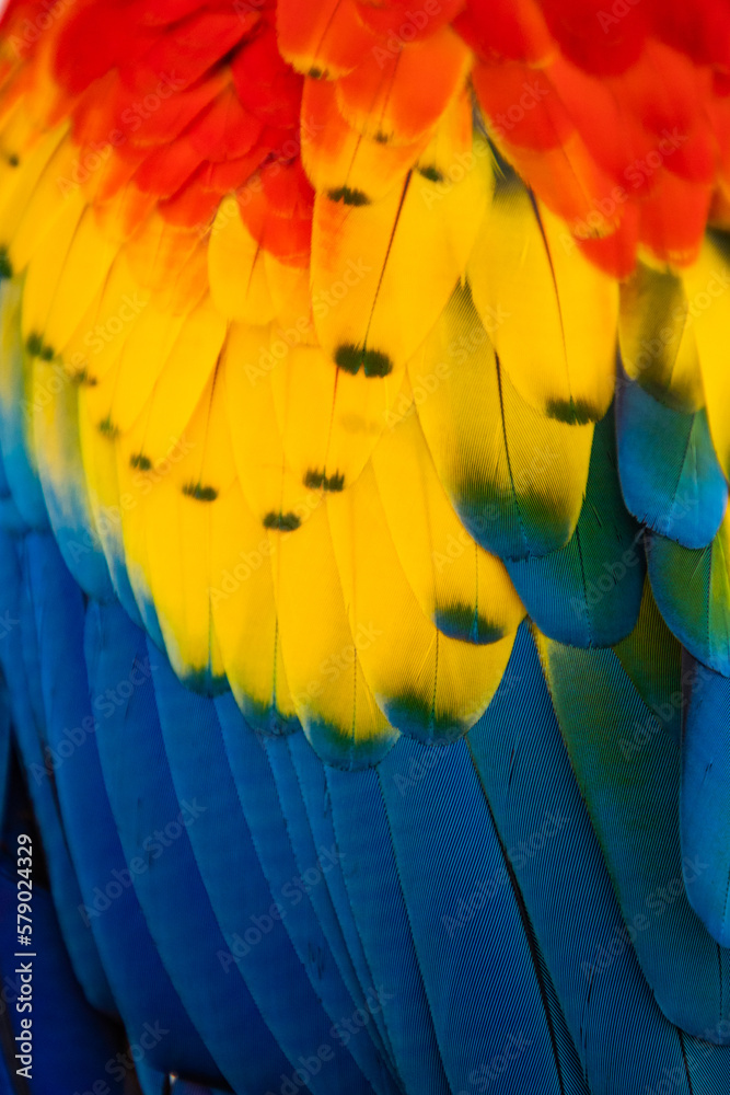 close up of Scarlet macaw bird's feather - obrazy, fototapety, plakaty 