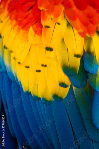 Fototapete close up of Scarlet macaw bird's feather