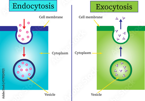 Vector image of  the difference between endocytosis and exocytosis of cells photo