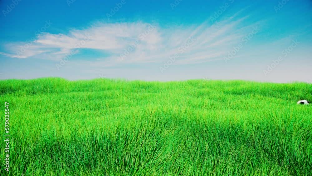 3d animation of a football rolling over a green field of grass with white clouds and blue, sunny sky, blades of grass subtle blowing in the air, sideview of a soccer ball running from left to right 3d animation of a football rolling over a green field of grass with white clouds and blue, sunny sky, blades of grass subtle blowing in the air, sideview of a soccer ball running from left to right