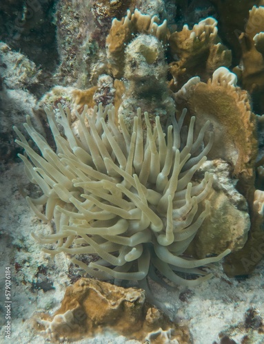 Sea anemone near coral, Bonaire