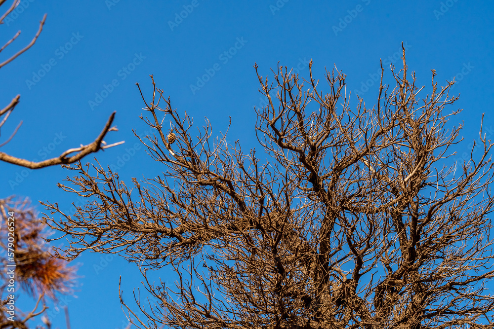 Fruto de árbol en el Parque Nacional del Teide. Fruto de árbol en el Parque Nacional del Teide.