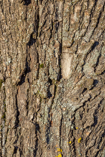 Old tree bark with beautiful patterns for graphic design or wallpapers. Natural background in abstract style.