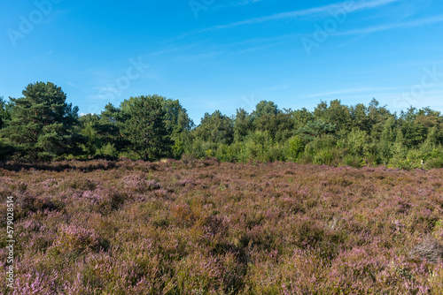 Landschaft im Naturschutzgebiet Schoorlser Dünen bei Schoorl. Provinz Nordholland in den Niederlanden