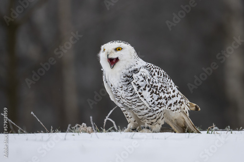 Snowy Owl with open beak. Bohemian Moravian Highland field.