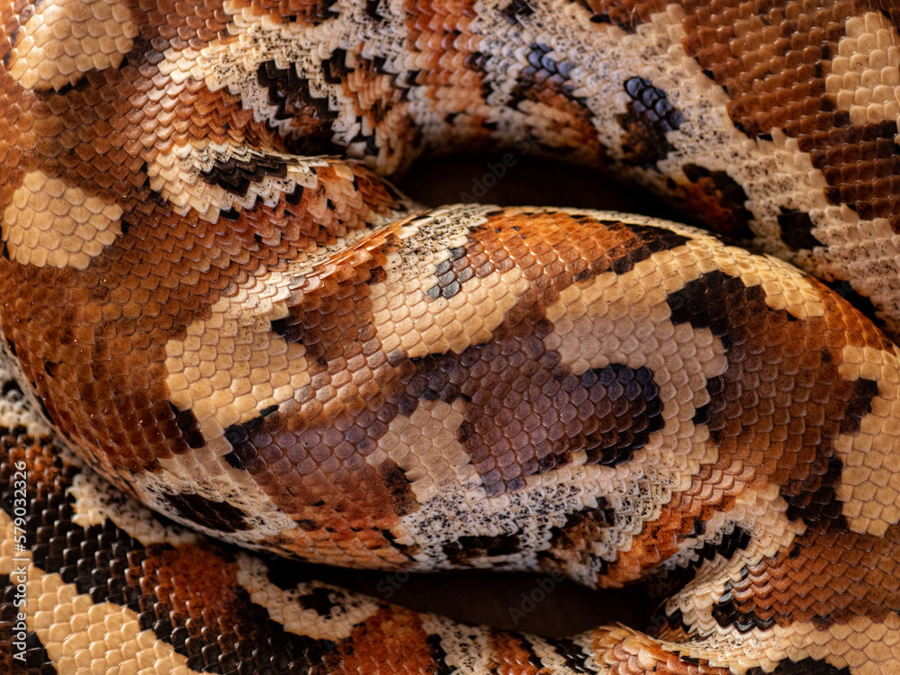 wild animal snake gecko lizard reptile wild animal snake gecko lizard reptile