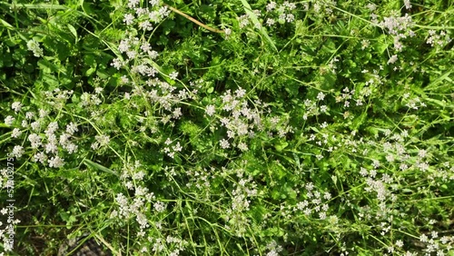 Cumin flowers against a background of bright greenery in summer, close-up photo