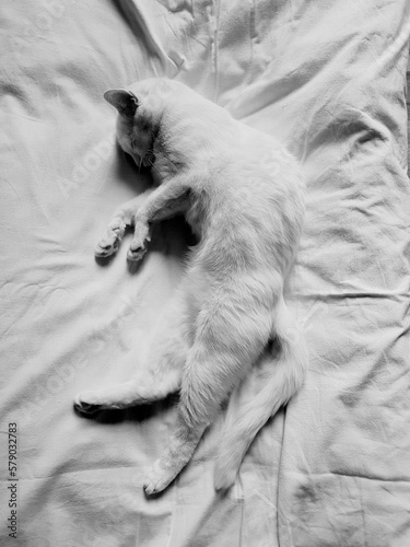 white cat sleeps in white bed © ukasz