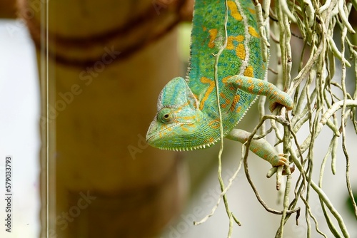 Chameleon close up. Multicolor Beautiful Chameleon closeup reptile with colorful bright skin. The concept of disguise and bright skins. Exotic tropical pet. High quality photo