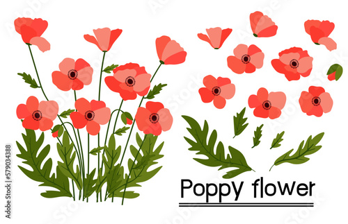 red poppies on white background