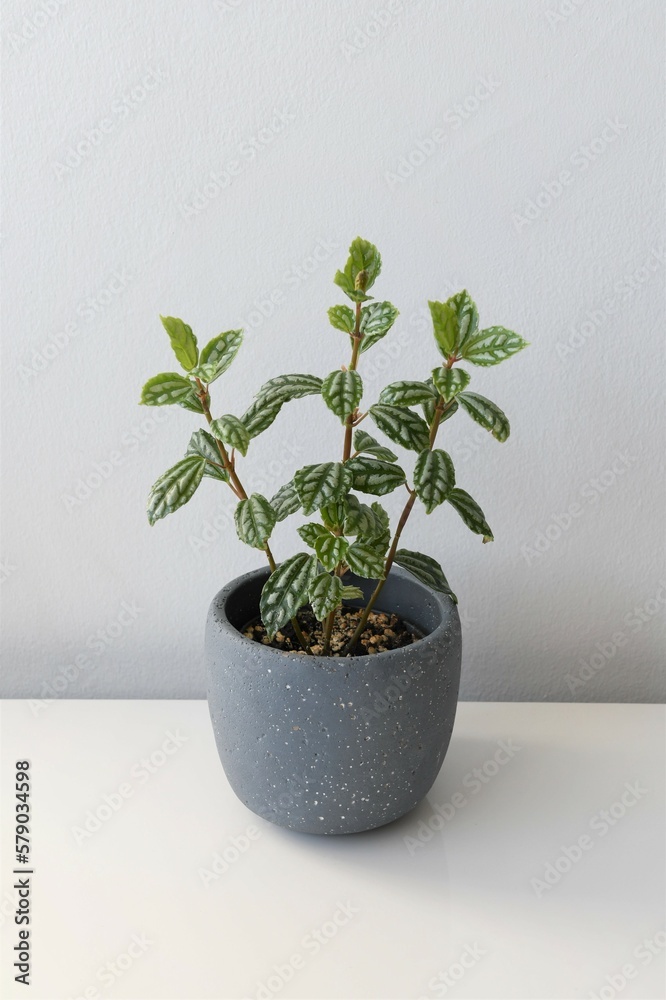 Pilea cadierei minima, aka aluminium or aluminum plant, isolated on a white background in a gray pot. Portrait orientation with empty space.