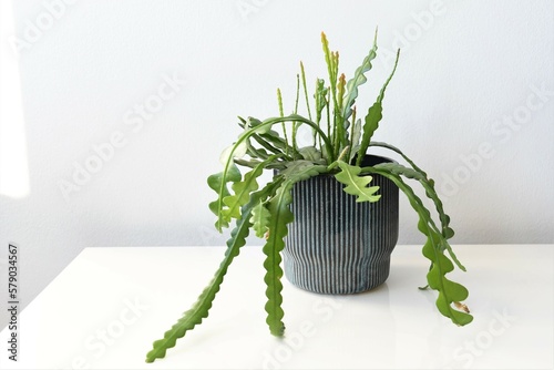 Epiphyllum anguliger, aka fishbone cactus, is a houseplant with green zig zag leaves. Plant isolated on a white background, in a blue pot. Landscape orientation.