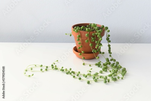 Senecio rowleyanus, string of pearls, vining houseplant with round green leaves in a terracotta pot. Isolated on a white background, in landscape orientation.