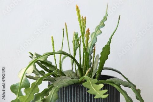 Epiphyllum anguliger, aka fishbone cactus, is a houseplant with green zig zag leaves. Close up of the plant isolated on a white background, in a blue pot. Landscape orientation.