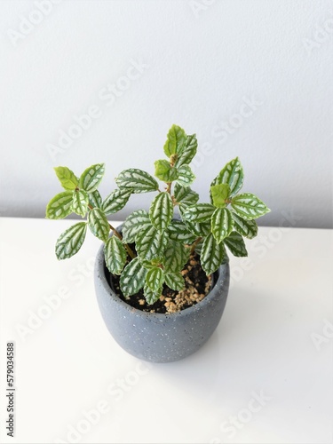Pilea cadierei minima, aka aluminium plant, isolated on a white background in a gray pot. Portrait orientation.