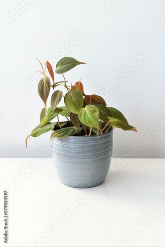 Philodendron micans, a houseplant with heart shaped leaves and velvet texture, isolated on a white background in a gray pot. Portrait orientation.