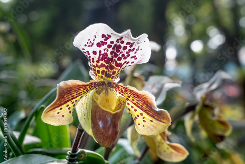 Paphiopedilum delenatii, Vietnam wild orchid, white and pink flower. Beautiful orchid bloom, close-up detail. photo