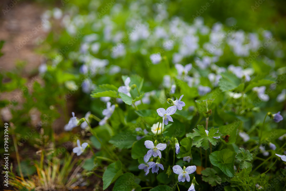 Beautiful botanical garden with viola Freckles Beautiful botanical garden with viola Freckles