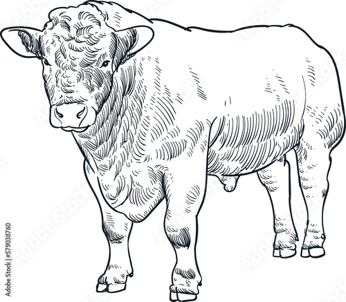 Vintage hand drawn sketch Charolais bull cattle Eid al adha 