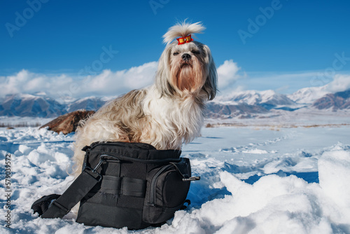 Shih tzu dog with bow sitting on big black bag, winter cold concept photo