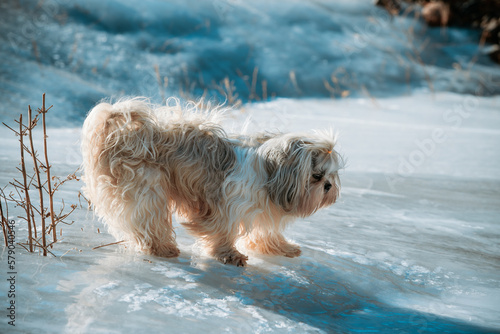 Shih tzu dog standing on ice trying not to slip
