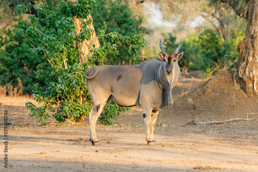 Fototapeta premium Common eland bull with red-billed oxpecker walking in Mana Pools National Park in Zimbabwe