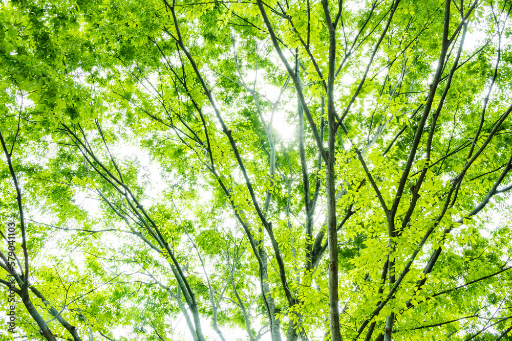 Obraz premium 新緑の木