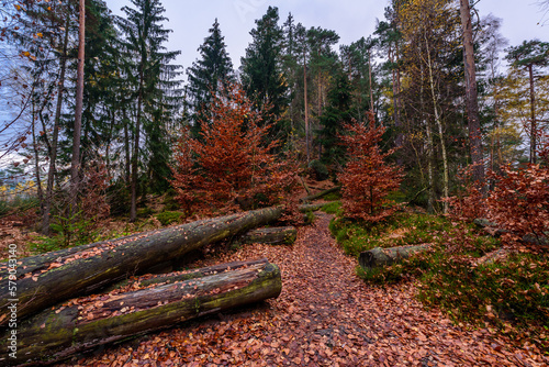 Colourful autumn forest in the national park Czech Switzerland. 