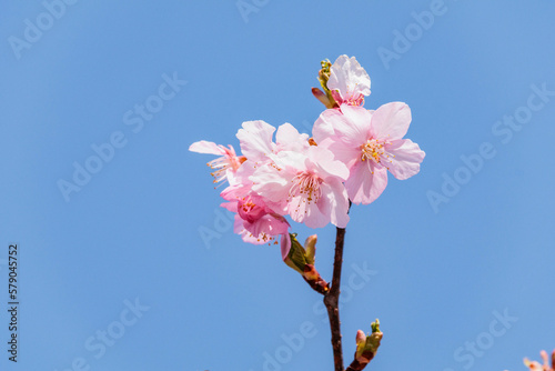 一足早い春を告げる早咲きの桜の花